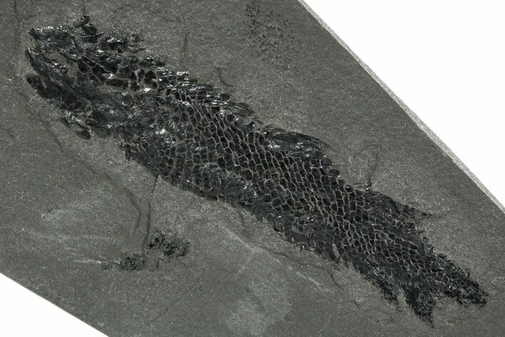 Devonian Lobe-Finned Fish (Osteolepis) Fossil - Scotland #353847